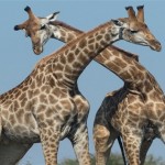 Giraffes in South Africa. Photographer Luana Bianquini