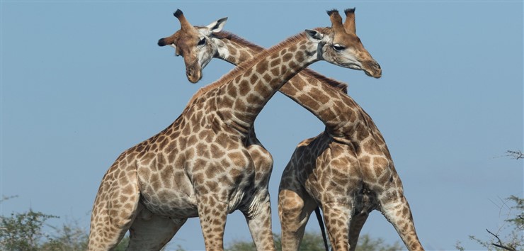 Giraffes in South Africa. Photographer Luana Bianquini Giraffes in South Africa. Photographer Luana Bianquini